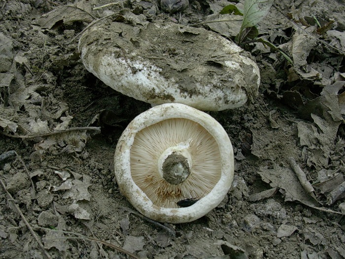 809 Ottobre vecchio ritrovamento